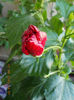 12 septembrie 2013-flori 182