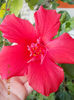 12 septembrie 2013-flori 187