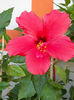 12 septembrie 2013-flori 194