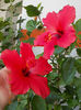 12 septembrie 2013-flori 188