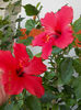 12 septembrie 2013-flori 189