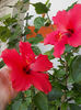 12 septembrie 2013-flori 190