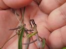 Ceropegia linearis subsp. debilis