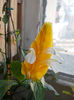 12 septembrie 2013-flori 013