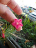 12 septembrie 2013-flori 020