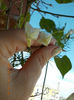 12 septembrie 2013-flori 023