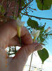 12 septembrie 2013-flori 024