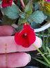 12 septembrie 2013-flori 025