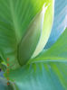 12 septembrie 2013-flori 034
