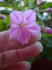 12 septembrie 2013-flori 050