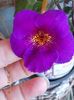 12 septembrie 2013-flori 062