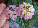 12 septembrie 2013-flori 077