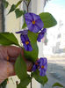 12 septembrie 2013-flori 079