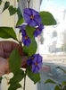12 septembrie 2013-flori 080