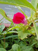 12 septembrie 2013-flori 142