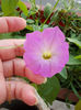 12 septembrie 2013-flori 145