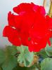 12 septembrie 2013-flori 102