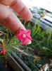 12 septembrie 2013-flori 021