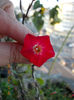 12 septembrie 2013-flori 053