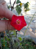 12 septembrie 2013-flori 054