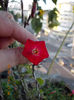 12 septembrie 2013-flori 056