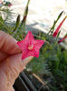 12 septembrie 2013-flori 086