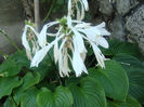 Hosta