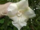 velvet lady-sau doamna de catifea