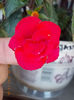 12 septembrie 2013-flori 057