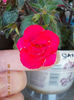 12 septembrie 2013-flori 059