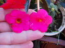 12 septembrie 2013-flori 063