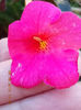 12 septembrie 2013-flori 069