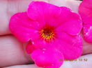 12 septembrie 2013-flori 064