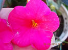 12 septembrie 2013-flori 065