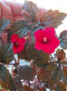 12 septembrie 2013-flori 096
