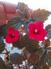 12 septembrie 2013-flori 098