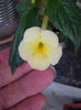 achimenantha himalayan sunrise