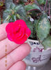 12 septembrie 2013-flori 127