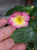 12 septembrie 2013-flori 130