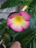 12 septembrie 2013-flori 133