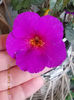 12 septembrie 2013-flori 177