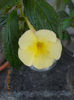 achimenantha himalayan sunrise