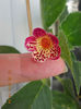 12 septembrie 2013-flori 158
