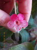 12 septembrie 2013-flori 109