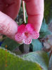 12 septembrie 2013-flori 111