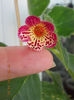 12 septembrie 2013-flori 156