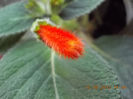 12 septembrie 2013-flori 160