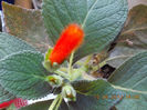 12 septembrie 2013-flori 163