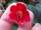 12 septembrie 2013-flori 164
