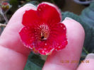 12 septembrie 2013-flori 165